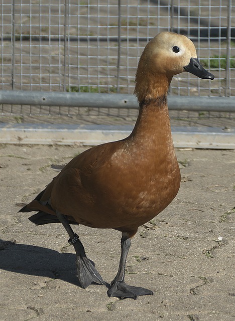 回防